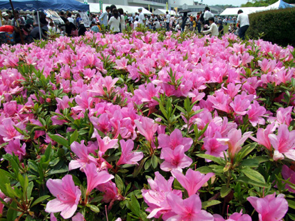 子どもたちも楽しめる！「竜王フェスティバル」