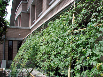 直射日光と熱を遮断 ゴーヤカーテン