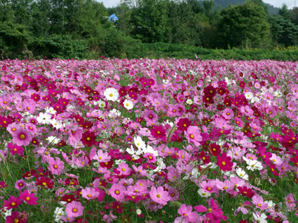 秋を彩るコスモスイベント「ガモリンス２０１０」