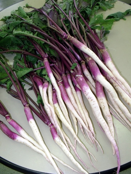 収穫からさくら漬けまで「原産日野菜体験」