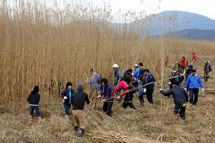 西の湖でヨシ刈り体験 ボランティア参加を