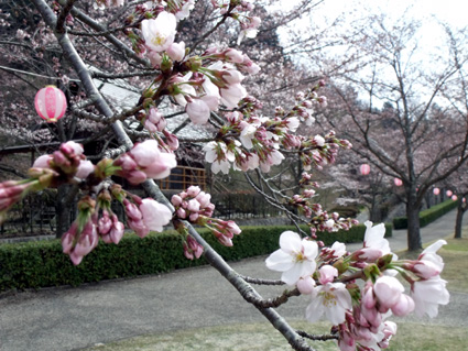 心も染め上げる美しさ「第14回さくらまつり」