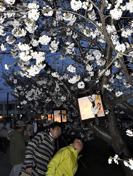 白鳥川堤防のぼんぼり点灯