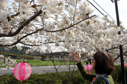 遅咲き永源寺桜をＰＲ