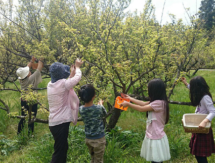 参加者募集 梅もぎ取り体験