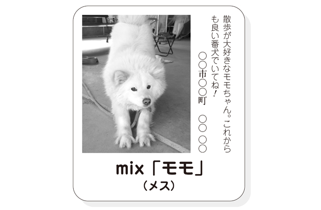 締め切り延長！8日まで「わが家自慢のペット特集」