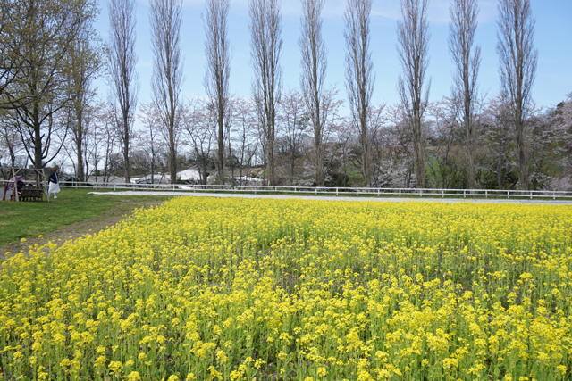 滋賀農業公園ブルーメの丘 春の花が一斉開花