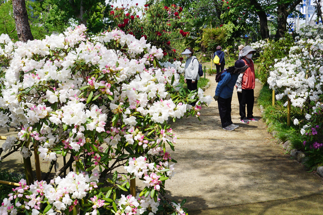 シャクナゲ満開　無料一般公開