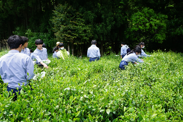 政所茶の新茶を手摘みで収穫 八日市南高校食品科の2年生