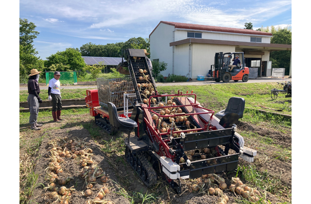 タマネギ収穫最盛期