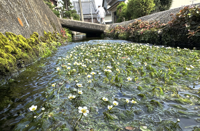 涼しげな梅花藻　垣見町の清流に白い花