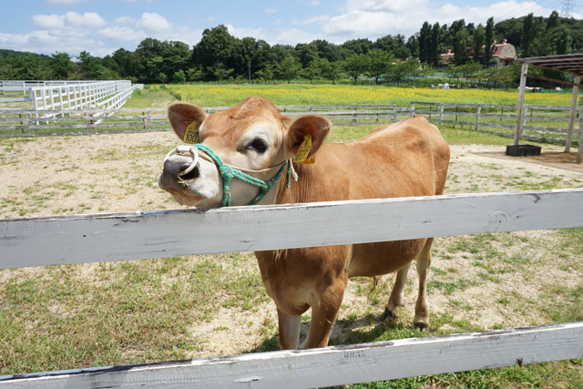 リニューアル記念最後の仲間入り