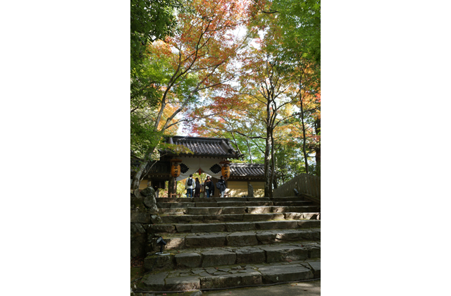 日本画家 中路融人さんと永源寺の紅葉がコラボ