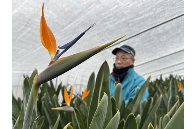 華やか、鮮やかさ楽しんで ストレリチア出荷ピーク