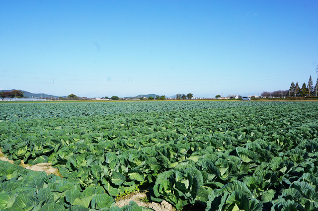 三方よしの「地産地消」を進めよう！