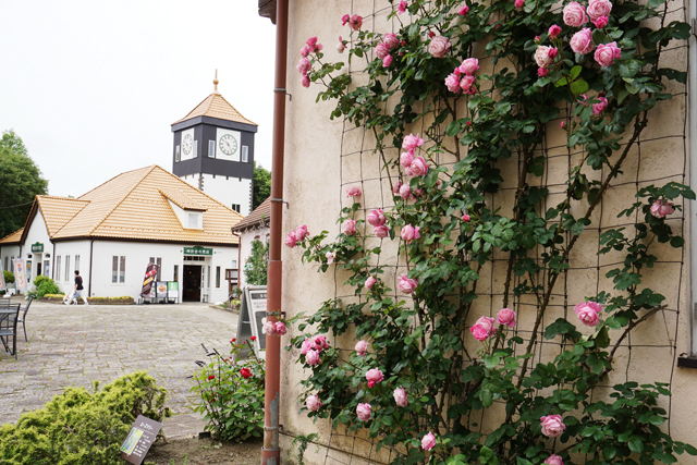 滋賀農業公園ブルーメの丘 大輪の春バラが見頃
