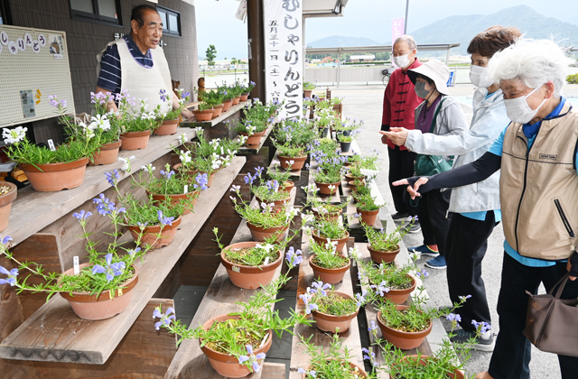 郷土の草花「むしゃりんどう」展示会 可憐な姿で愛らしく咲く