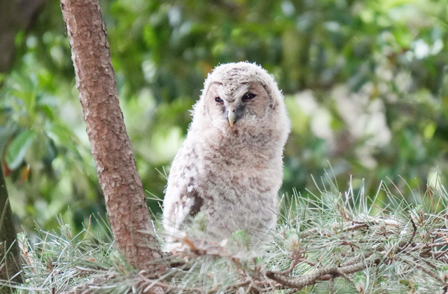 今年も参拝に 神社に小さなフクロウ