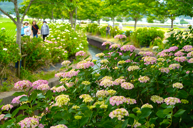 農地に紅一点 五個荘宮荘川のアジサイ