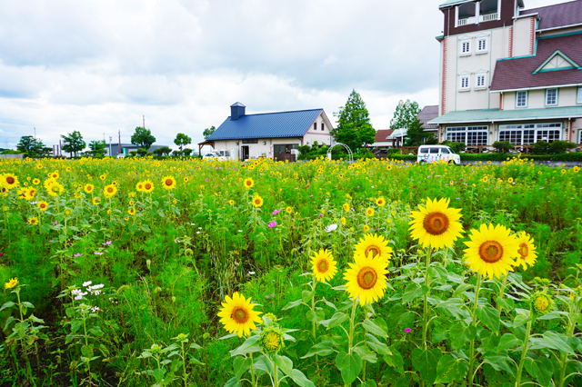 梅雨を忘れさせるヒマワリの鮮やかな黄色