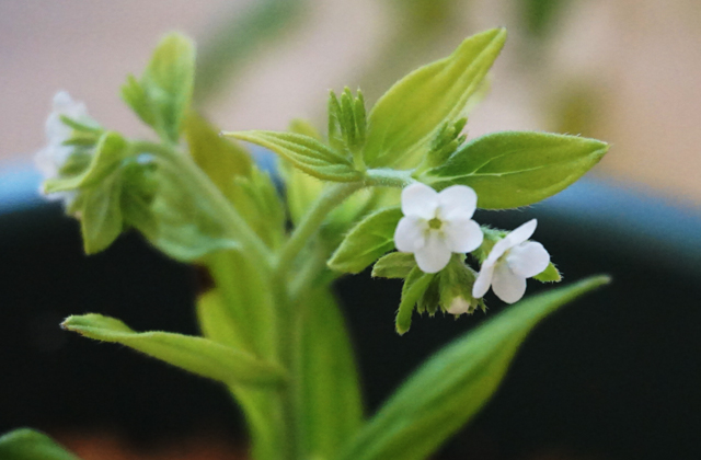 万葉ロマン伝える白く愛らしい花