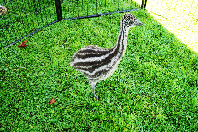 農業公園ブルーメの丘 エミューの雛が誕生