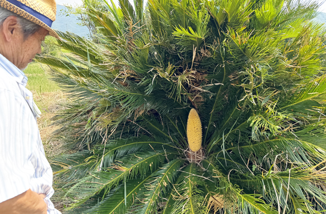 一度に5つの珍事 ソテツの花が咲く