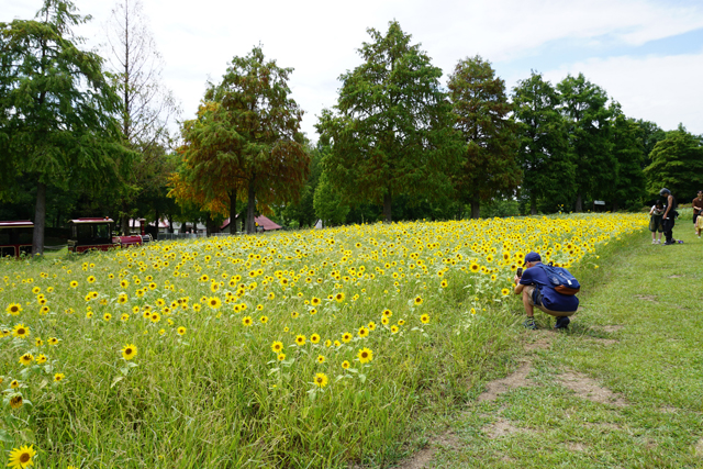 滋賀農業公園ブルーメの丘 ひまわりが見頃を迎える
