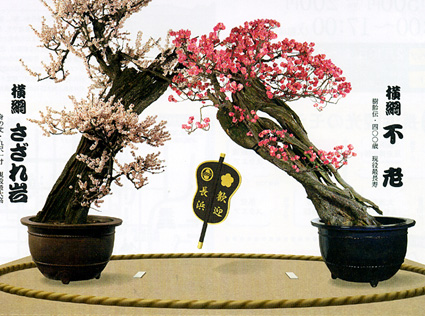 早春の風物詩「長浜盆梅展」