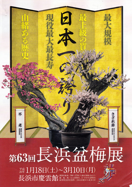 新春の風物詩「長浜盆梅展」
