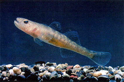 琵琶湖博物館で“イサザ展”