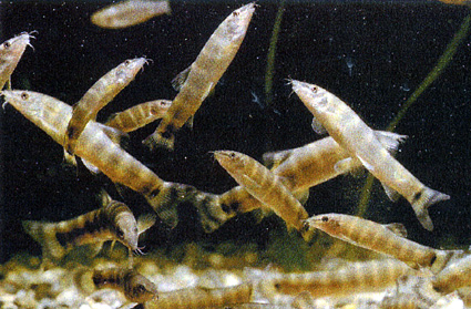 ＣＯＰ10流域連携企画「琵琶湖・淀川水系の魚たち展」