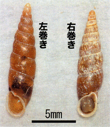 珍しい逆巻貝発見！
