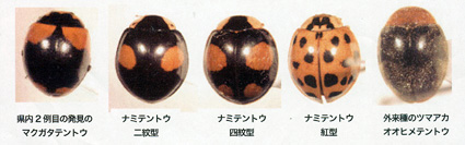 県内2例目のマクガタテントウ