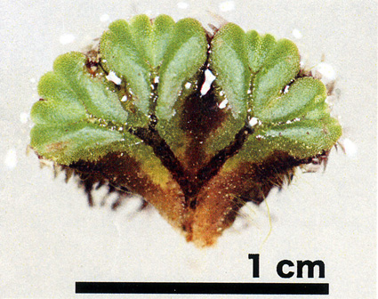 「イチョウウキゴケ」調査に参加しませんか