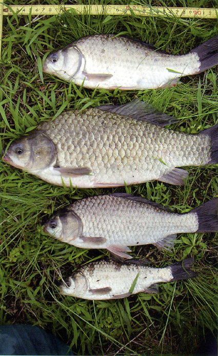 琵琶湖博物館で企画展示「魚はなぜ田んぼにくるのか」