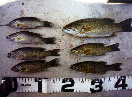 野洲川ダム貯水池でコクチバスの定着確認!!