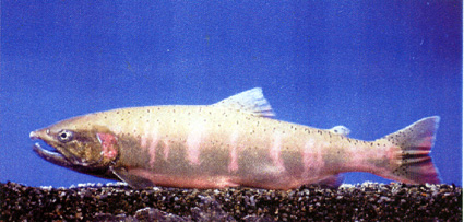 滋賀県立琵琶湖博物館 アメノウオを展示中