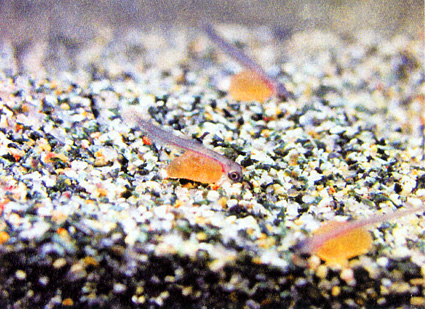 ビワマスの卵 まもなくふ化