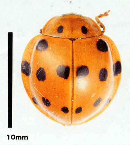 県内初のテントウムシ 守山市の小学生