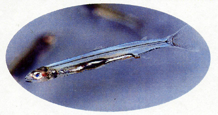 旬のさかな『ヒウオ』