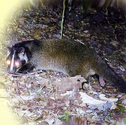 獣医師から見た野生動物界の異変