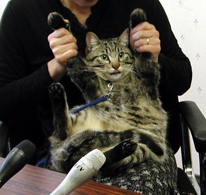 第一回こにゃん市長