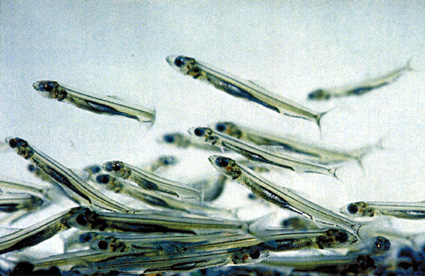 琵琶湖博物館が「ヒウオ」展示中