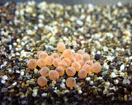 琵琶湖博物館で「ビワマスの卵」展示