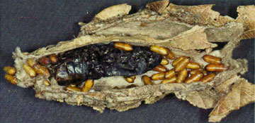 琵琶湖博物館が「ミノムシ」のその後を調査！