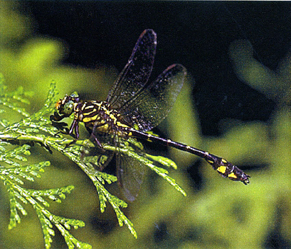 琵琶湖博物館が干支にちなみ