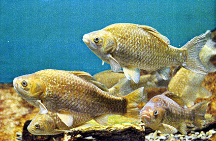 琵琶湖博物館が旬の魚「ヒワラ」を水槽展示