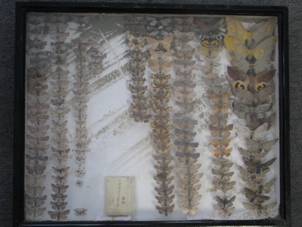 被災昆虫標本 レスキュー活動展