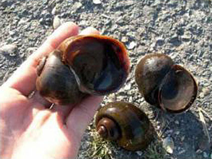 「タニシ」調査の参加者寡集